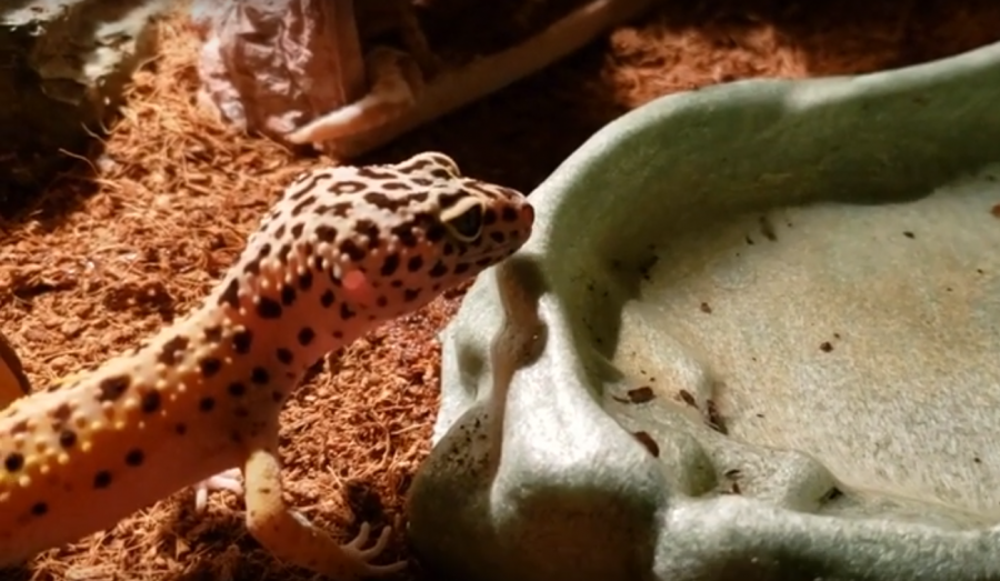 Lizards Take a Leap: How to Play With a Gecko