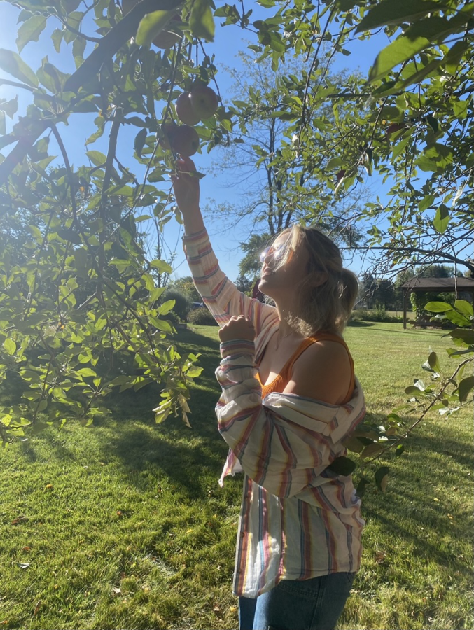 Maria is picking apples for the Lake in the Hills and Algonquin Food Pantry
(M. Loiseau).