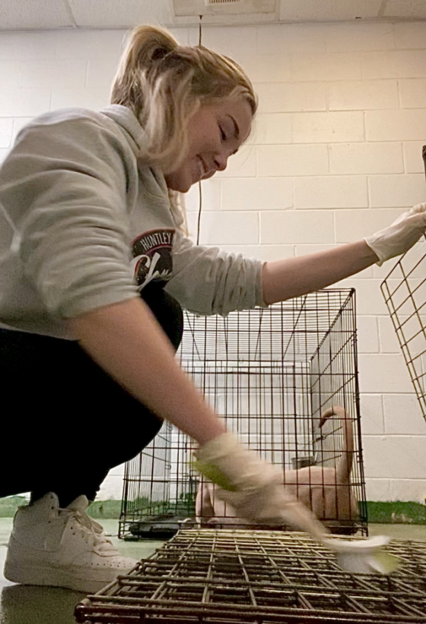 Maria cleaning dog cages at the Animal House Shelter
