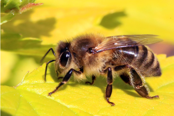 A picture of a regular, non-filter bee