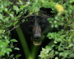 Cocaine Bear is based on the real story of a black bear that ate a brick of cocaine and later died after spending hours rampaging the forest high.