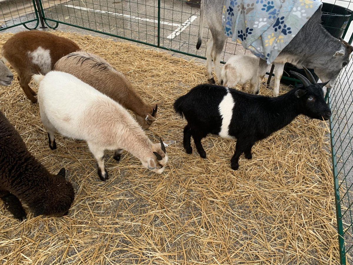 Baby+goats+in+the+petting+zoo+at+the+Huntley+Farmers+Market.