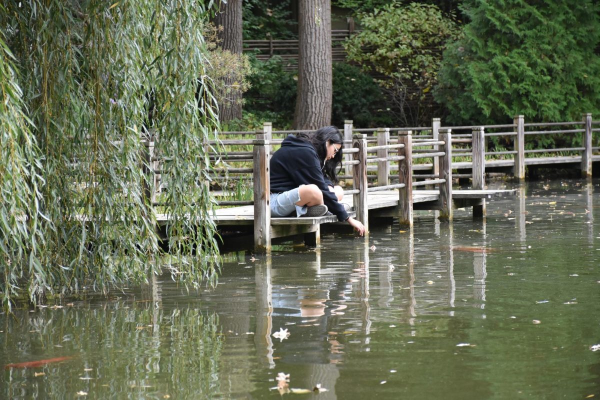 Junior Samantha Tan playing with koi fish over a small pier.