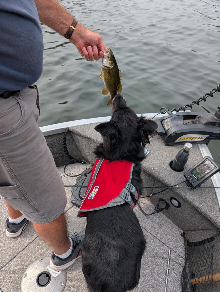 The family dog sniffing a small mouth bass